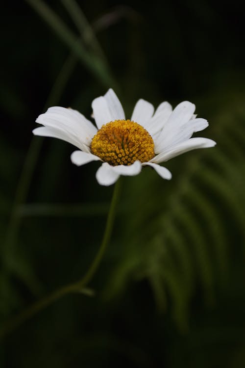 A White Flower with Yellow Pollens
