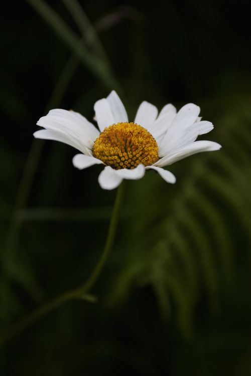 Free Detailed macro shot of a white daisy with a vibrant yellow center against a dark background. Stock Photo