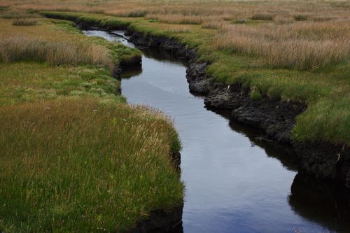 Free A peaceful stream winds through a lush and serene marsh landscape filled with green grass. Stock Photo