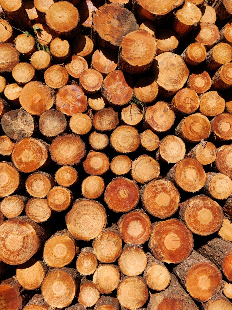 Close-up Of Stacked Wood Logs 