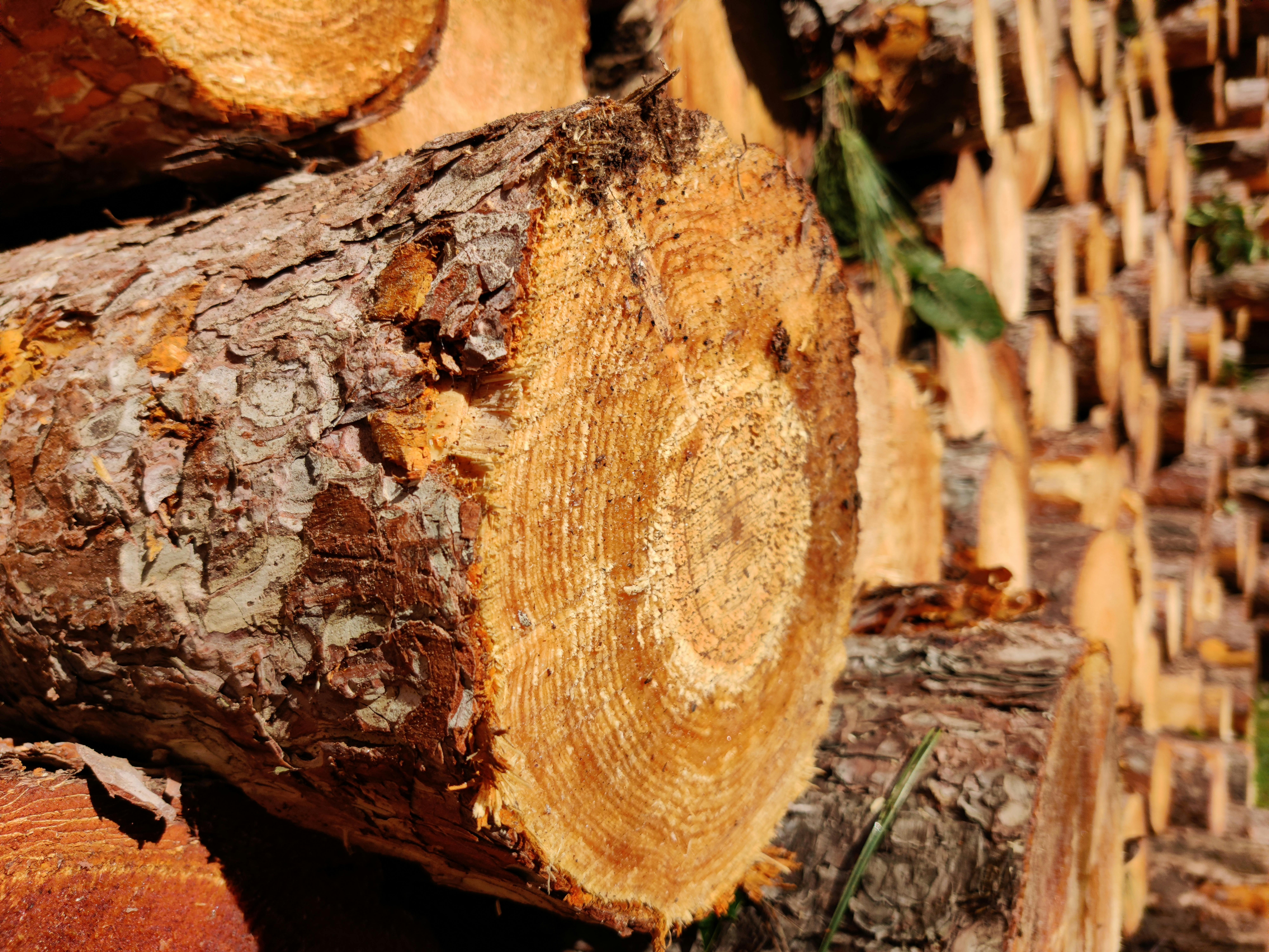 A Close Up of a Tree Log in a Pile · Free Stock Photo