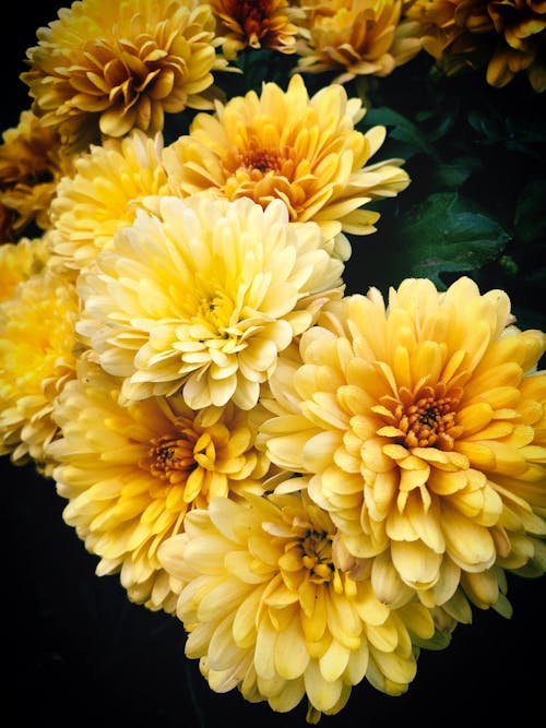 Immagine gratuita di crisantemi, delicato, fiori