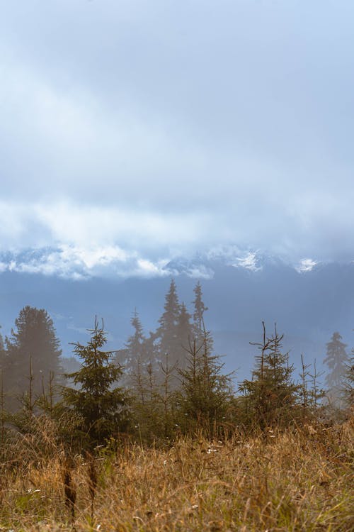 구름 낀 하늘, 나무, 수직 쐈어의 무료 스톡 사진