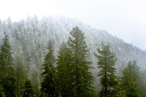 Darmowe zdjęcie z galerii z fotografia przyrodnicza, las, natura