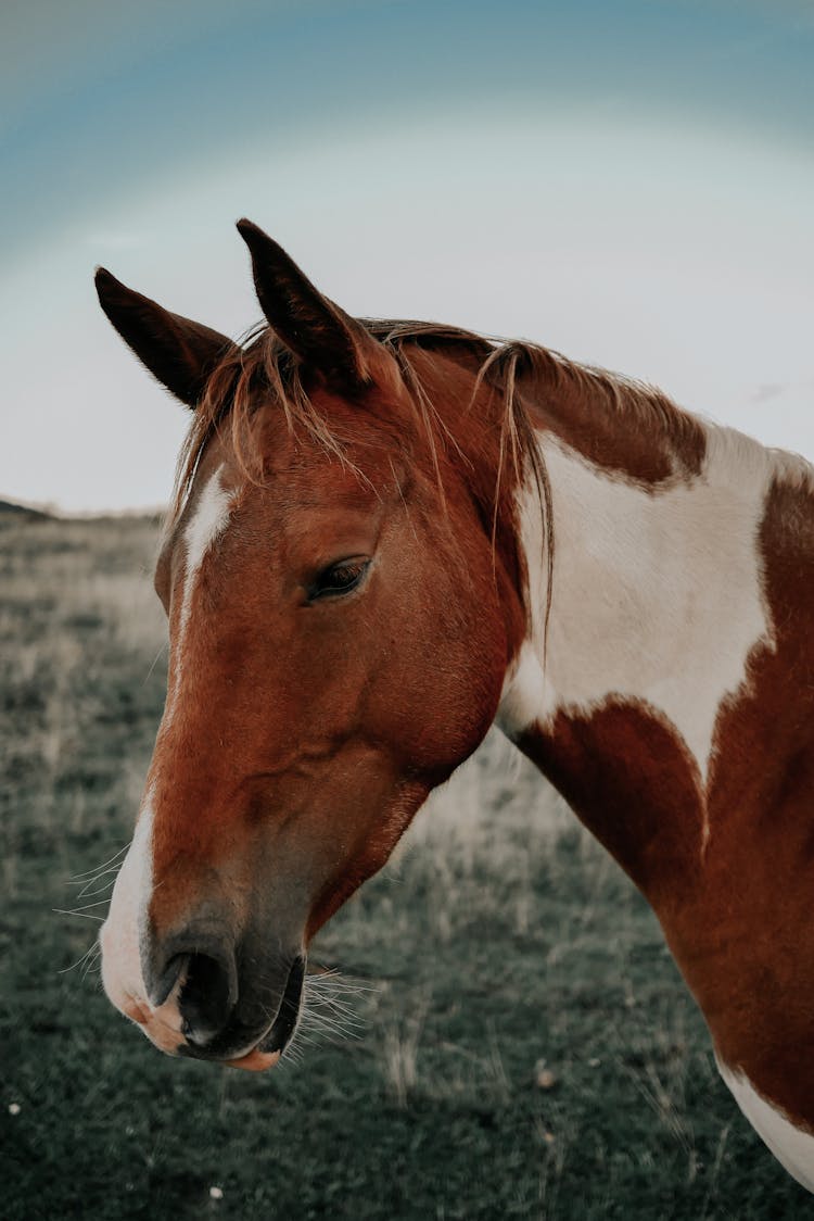 Head Of Horse Standing In Field