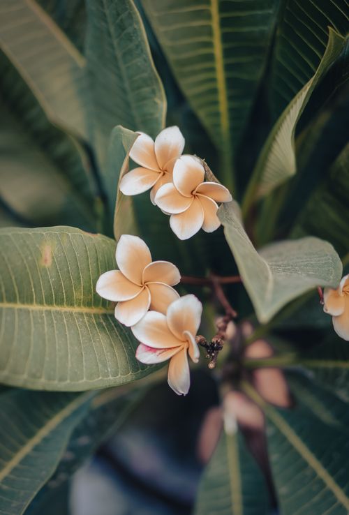 Free A detailed view of frangipani flowers and leaves in Islamabad, showcasing natural beauty. Stock Photo