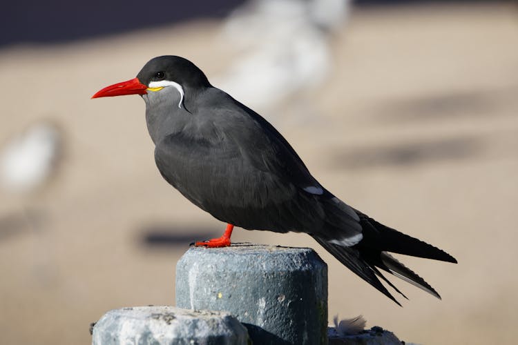 Bird Perched On Gray Concrete Post