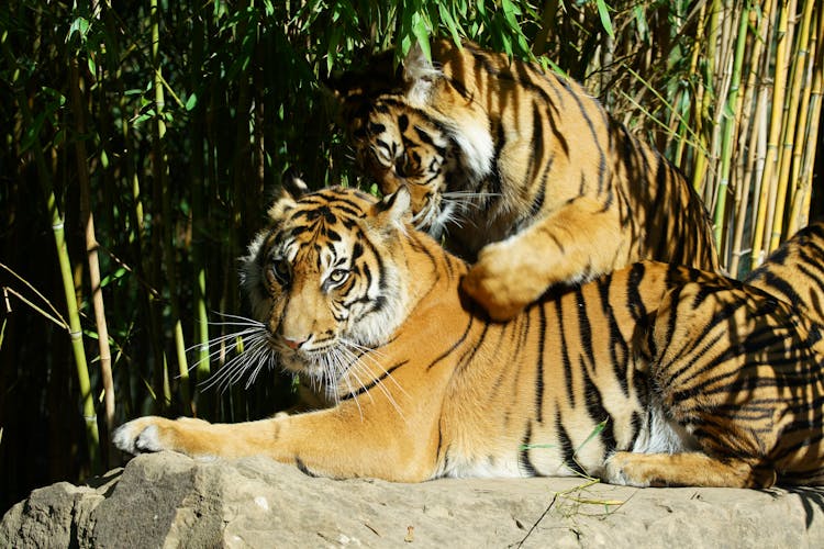 Photo Of Tigers