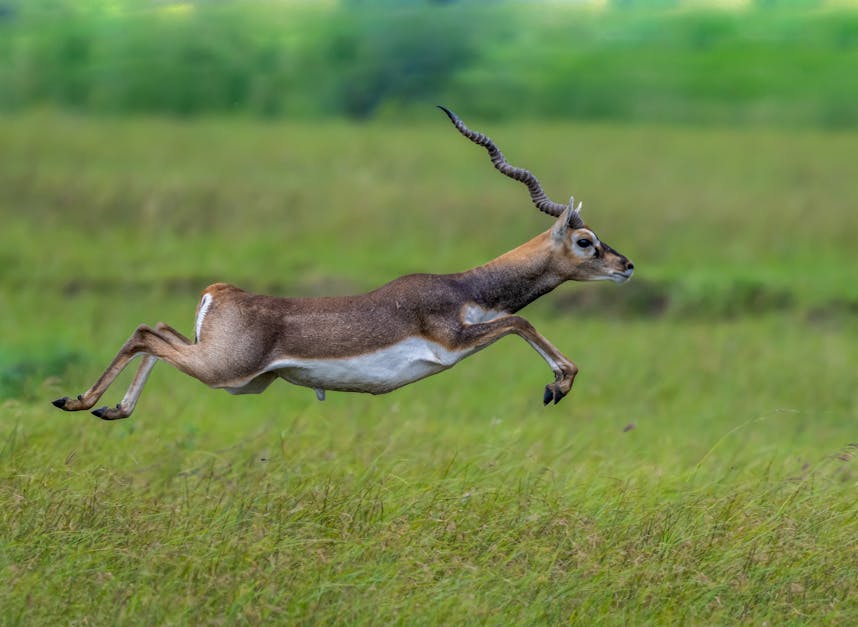 Photo of a Jumping Antelope · Free Stock Photo