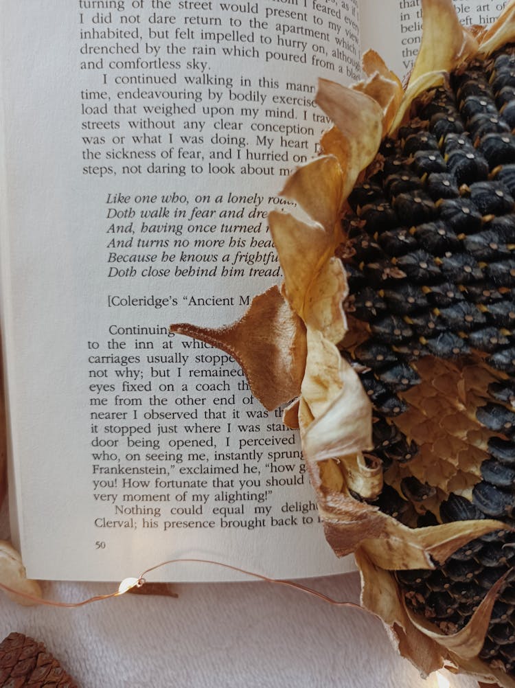 Sunflower Seeds On A Book 