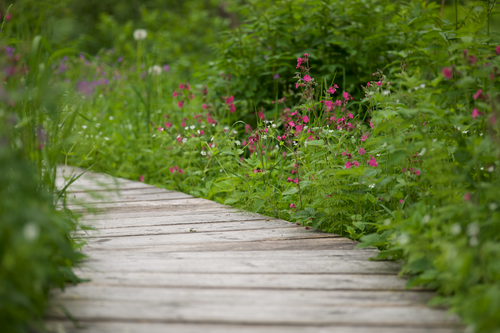 Free A charming wooden pathway surrounded by vibrant wildflowers in a lush spring garden. Stock Photo