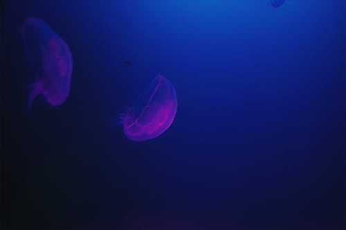 Imagine de stoc gratuită din acvariu, acvatic, adâncime