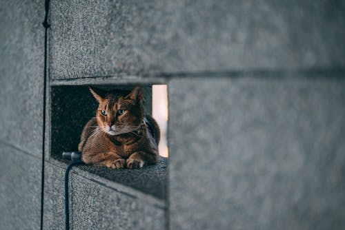 Kostenloses Stock Foto zu gucken, hauskatze, haustier