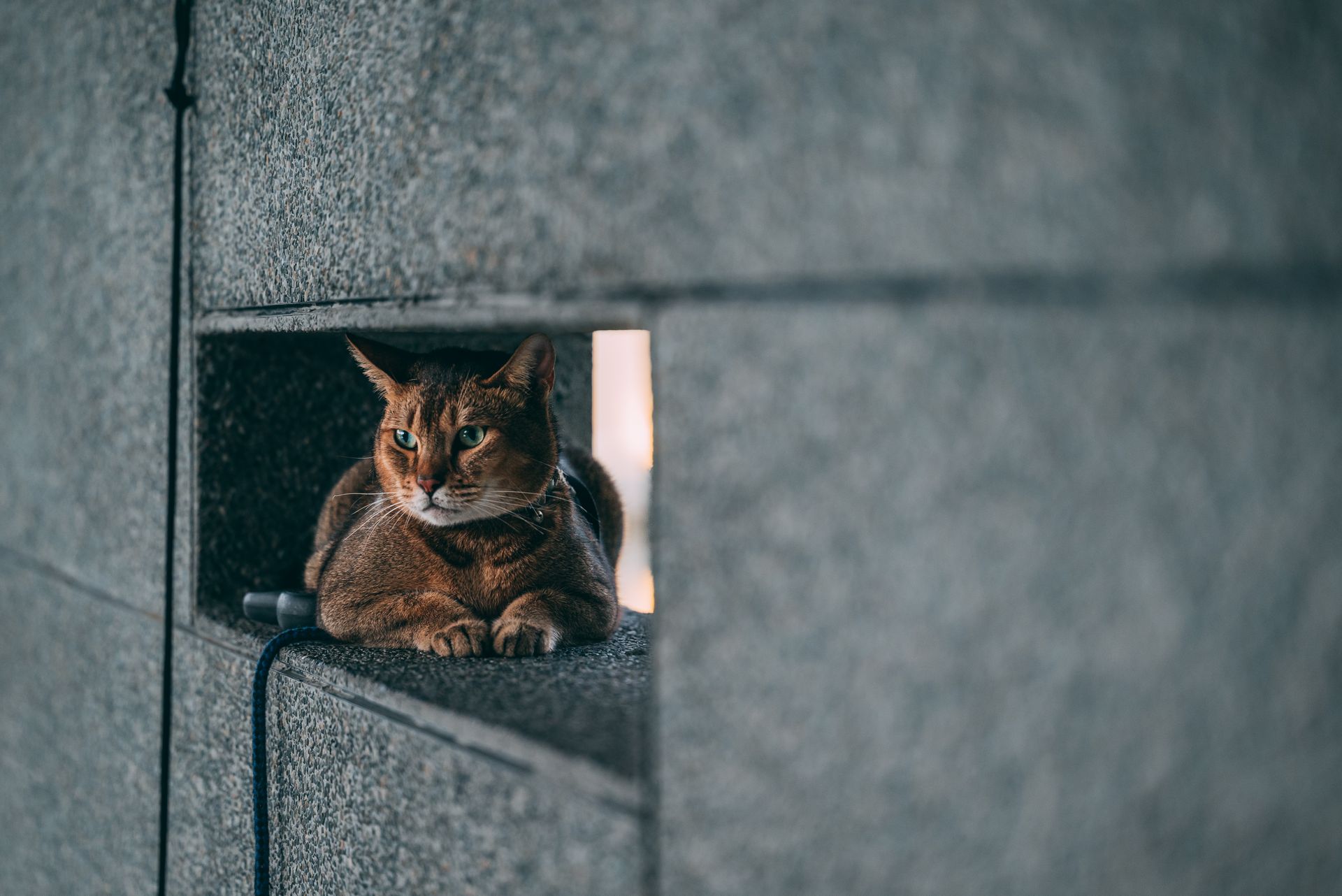 A tranquil Abyssinian cat resting in a concrete wall niche, capturing a cozy and curious moment indoors.