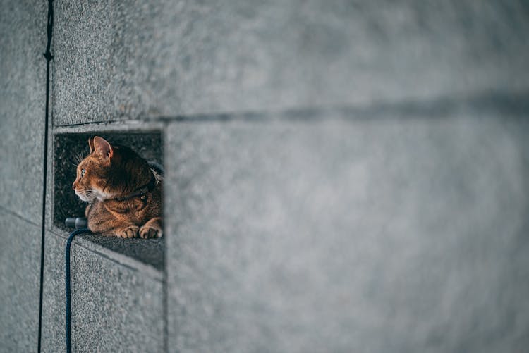 Cat Hiding In A Hole In The Wall