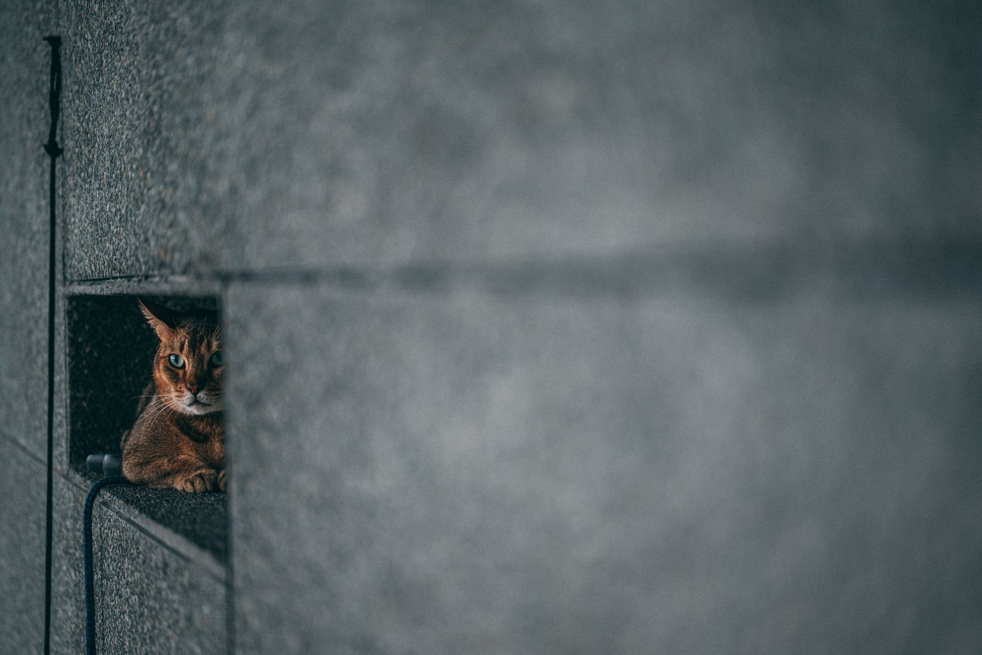 A brown cat hiding in a narrow concrete wall opening, creating a mysterious atmosphere.