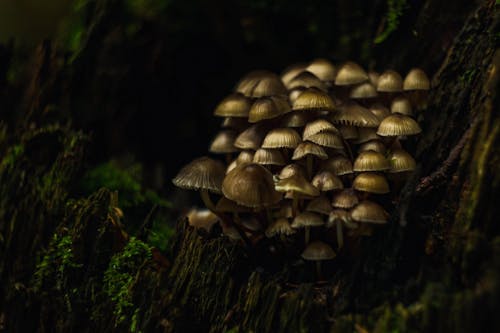 Close-Up Shot of Mushrooms 