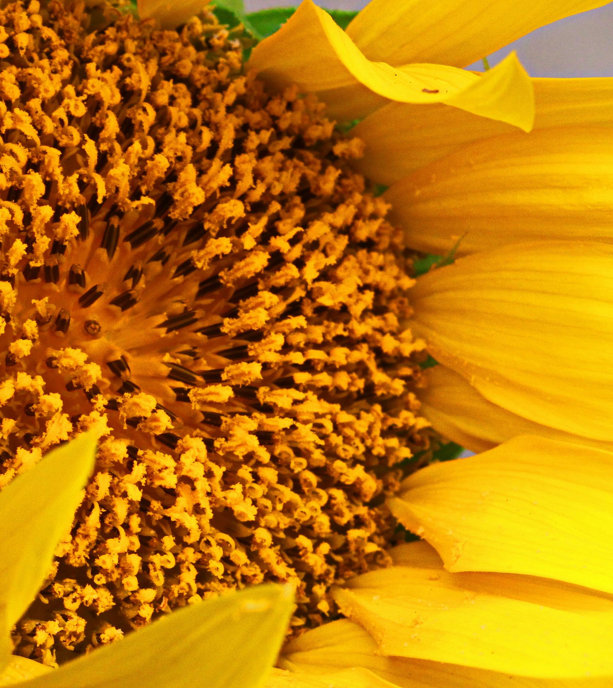 Photo Gratuite De Fleur Longue Jaune Marron Mélangé