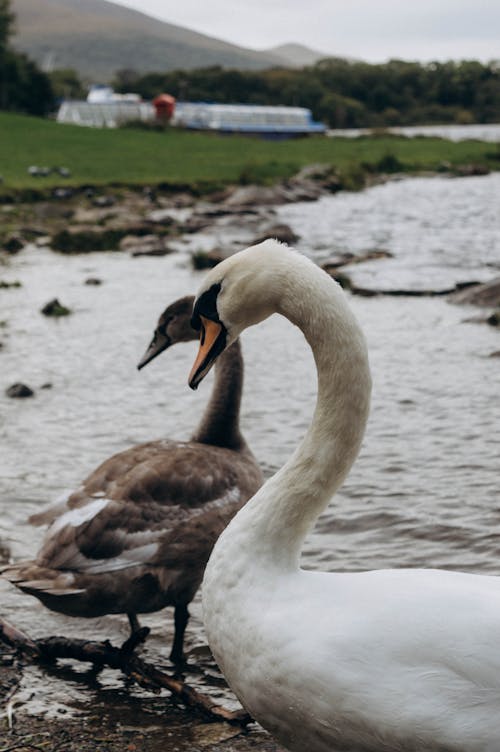 Swans in Close Up Photography