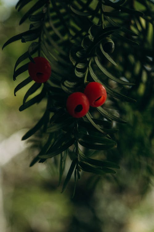 Red Berries on a Conifer Tree Branch