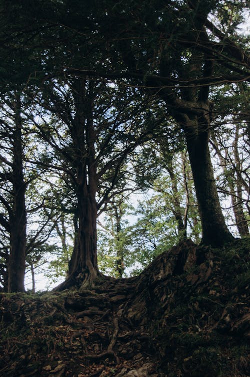 Základová fotografie zdarma na téma fotografie přírody, les, lesnatý kraj