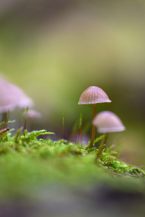 Free Detailed close-up of small mushrooms growing on a mossy forest floor, blurred background. Stock Photo