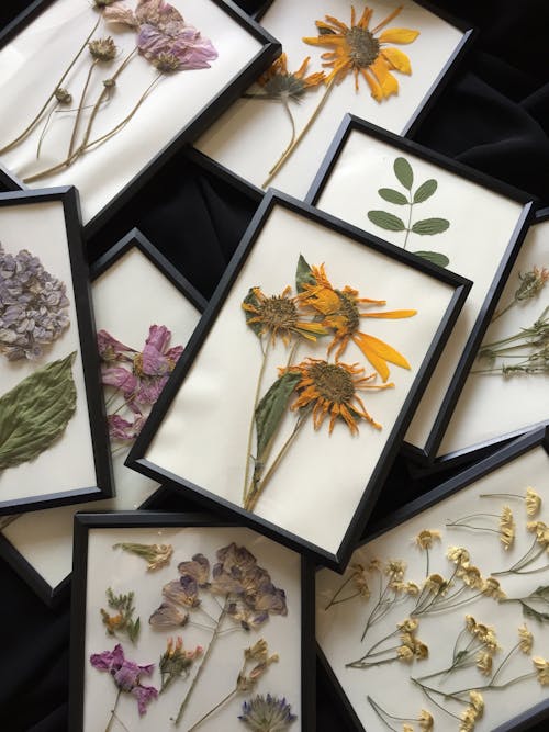 Dried Pressed Sunflower Placed in elegant black frame