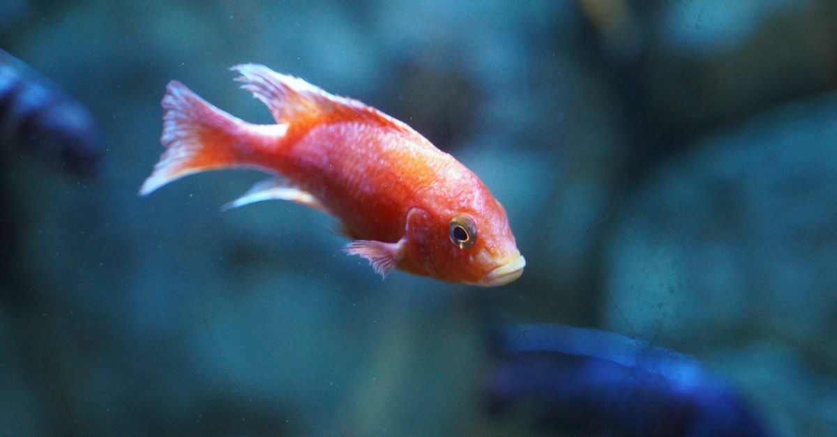 Cropped Image Fish Close-Up Shot of a Fish · Free Stock Photo