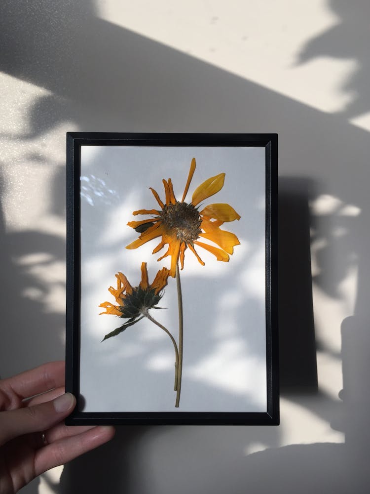 Person Holding Frame With Dry Flower