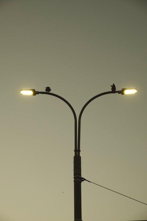 Gratis lagerfoto af fugl, gadebelysning, himmel