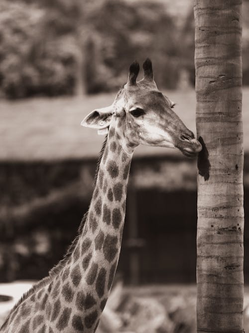 Giraffe Standing Beside a Tree
