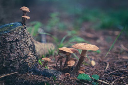 Gratis stockfoto met champignons, detailopname, fungus