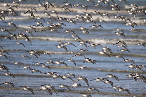 Fotos de stock gratuitas de animales, aves, aviar