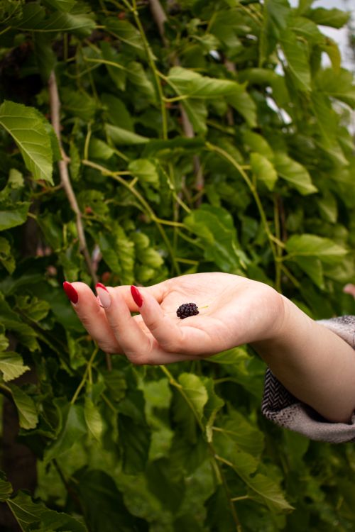 Free A hand with red nails holds a mulberry against a backdrop of vibrant green leaves. Stock Photo