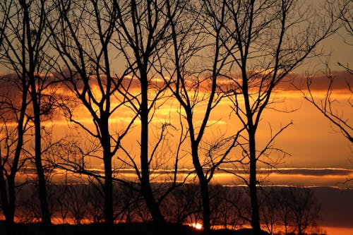Photos gratuites de arbres, aube, coucher de soleil