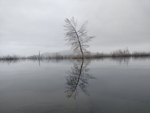 Immagine gratuita di albero nudo, cielo, esterno