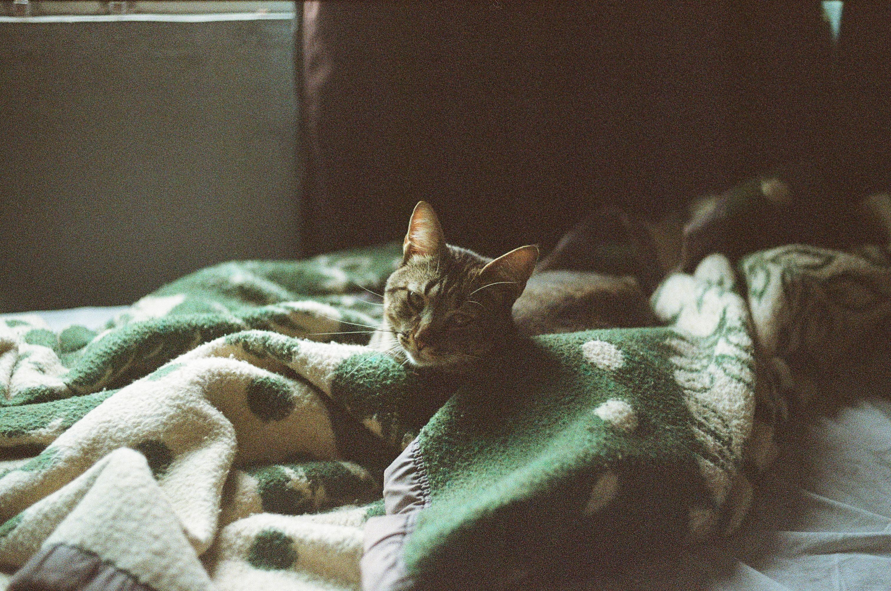 Portrait of a cat at a veterinary clinic