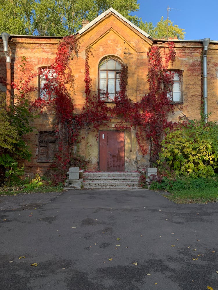 Colorful Ivy On House