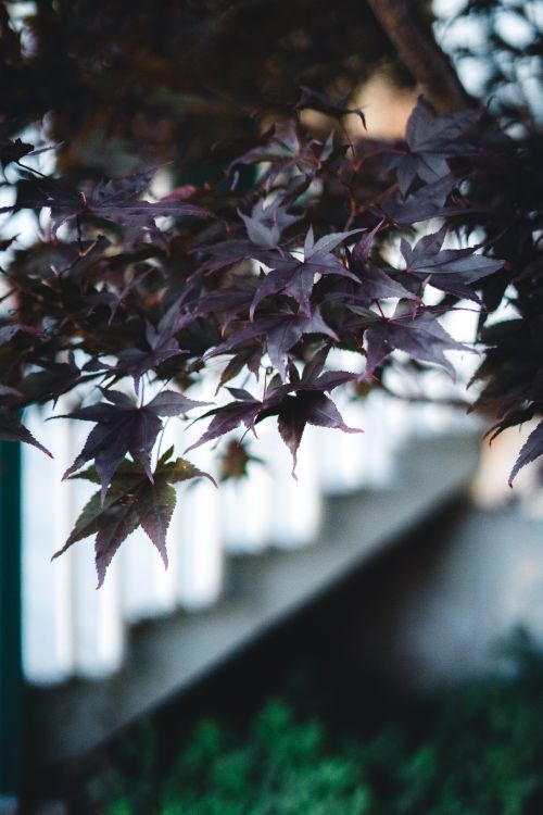 Free A serene close-up of purple Japanese maple leaves during fall, showing intricate details. Stock Photo