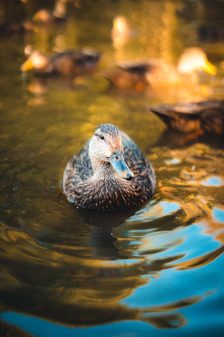 Mallard In Close Up Photography