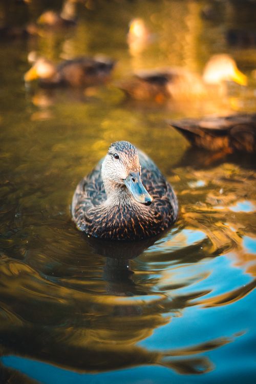 Free A mallard duck swims in sunlit water, capturing the serene ambiance of nature. Stock Photo