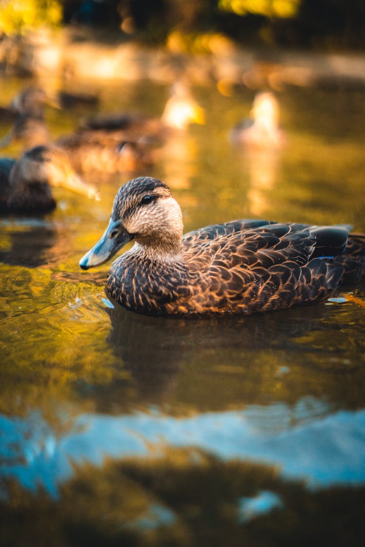 Close Up Photo Of Mallard On Body Of Water