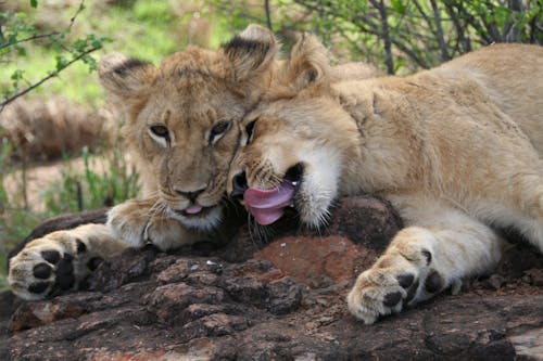 Lion and Lioness Lying Together