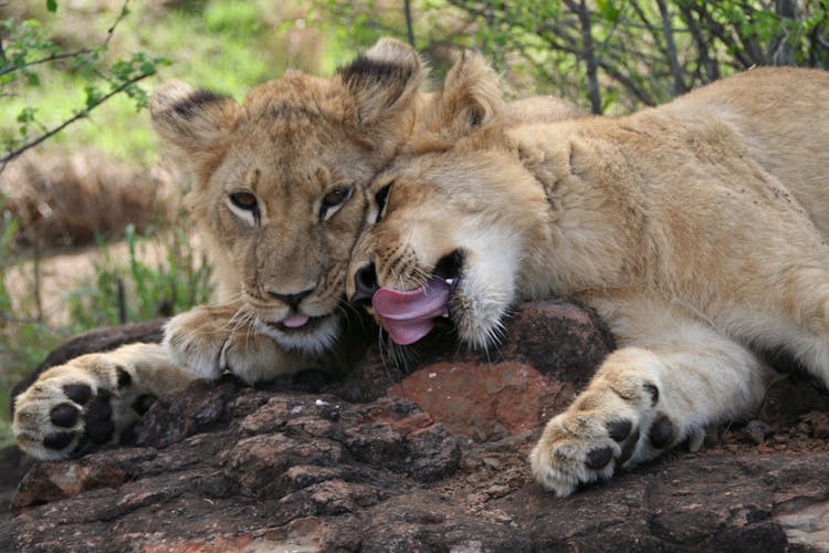 Lion And Lioness Lying Together