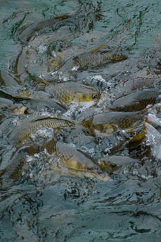 Vibrant display of fish swimming in clear stream at Topocalma, Chile.