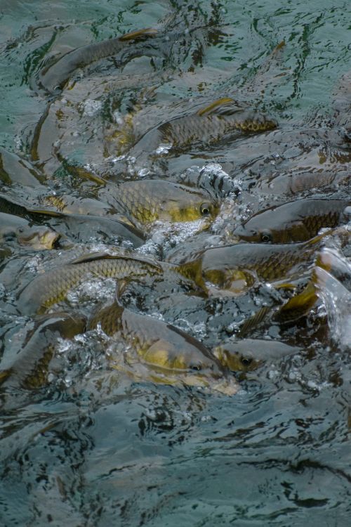 Fish Swim Backstream Fish in a Stream · Free Stock Photo