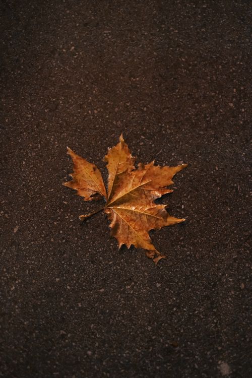 Free A detailed shot of a solitary brown leaf on a dark asphalt road, capturing autumn's essence. Stock Photo