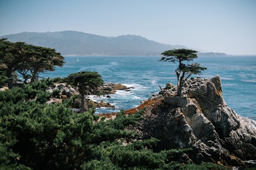 The Lone Cypress at Pebble Beach, California