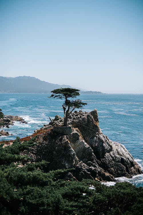ağaç, deniz, dikey atış içeren Ücretsiz stok fotoğraf