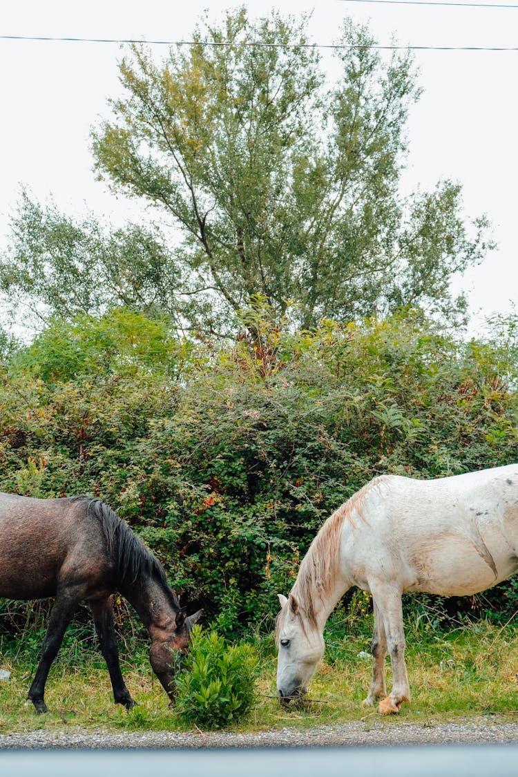 Horses Eating Grass